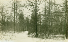 哈尔滨冬日里的林场一瞥