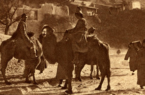 内蒙古沙漠地区的骆驼
